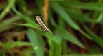Tantniś krzyżowiaczek (Plutella xylostella)