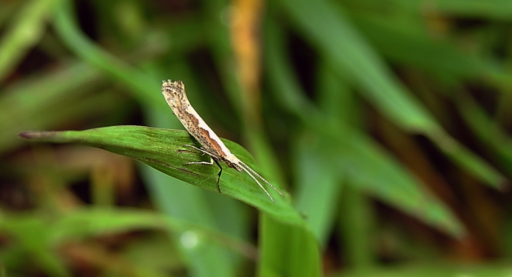 Tantniś krzyżowiaczek (Plutella xylostella)