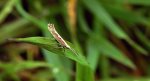 Tantniś krzyżowiaczek (Plutella xylostella)