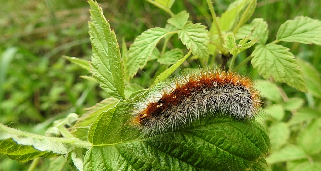 Niedźwiedziówka purpurka (Rhyparia purpurata)