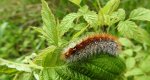 Niedźwiedziówka purpurka (Rhyparia purpurata)