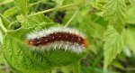 Niedźwiedziówka purpurka (Rhyparia purpurata)