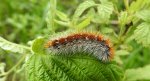 Niedźwiedziówka purpurka (Rhyparia purpurata)