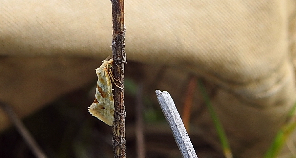 Aethes smeathmanniana