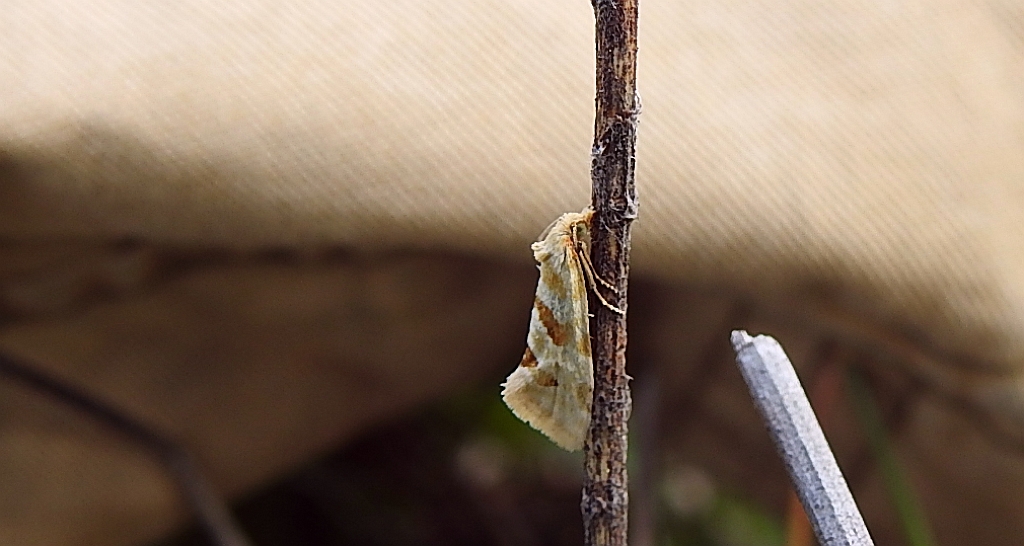 Aethes smeathmanniana