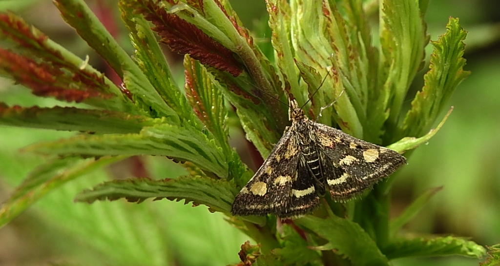 Pyrausta purpuralis