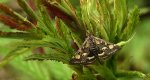 Pyrausta purpuralis