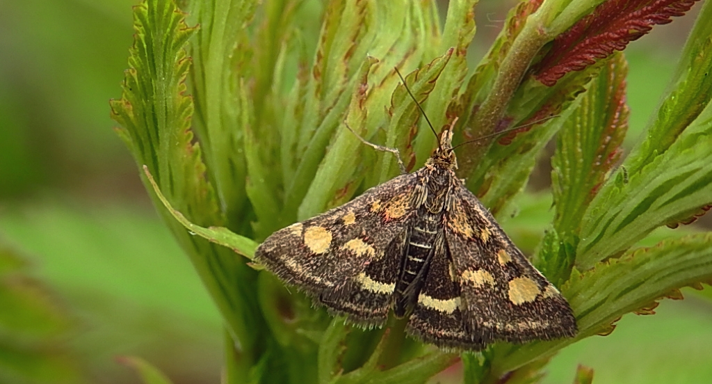 Pyrausta purpuralis