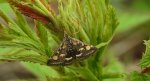 Pyrausta purpuralis