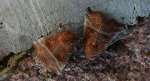 Szczerbówka ksieni (Scoliopteryx libatrix)