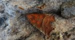 Szczerbówka ksieni (Scoliopteryx libatrix)
