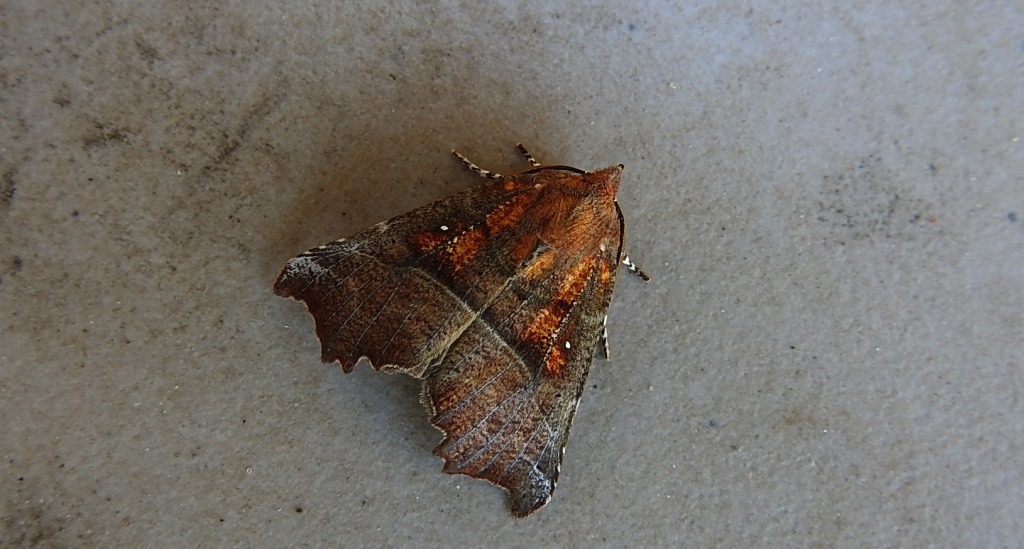 Szczerbówka ksieni (Scoliopteryx libatrix)
