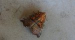 Szczerbówka ksieni (Scoliopteryx libatrix)