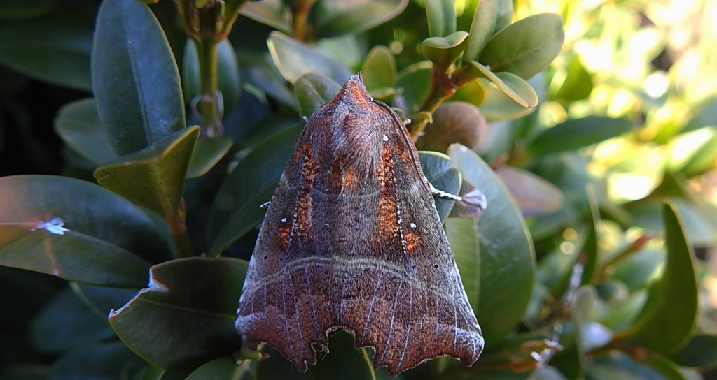 Szczerbówka ksieni (Scoliopteryx libatrix)