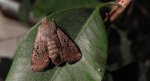 Porożnica rdzawnica (Conistra rubiginosa)