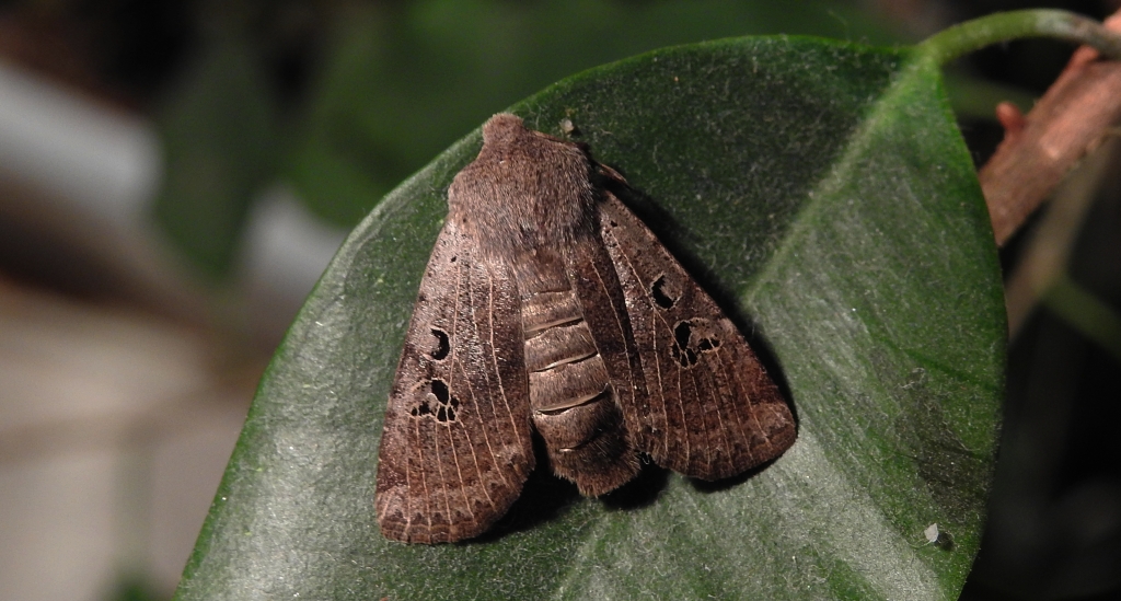 Porożnica rdzawnica (Conistra rubiginosa)