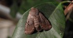 Porożnica rdzawnica (Conistra rubiginosa)