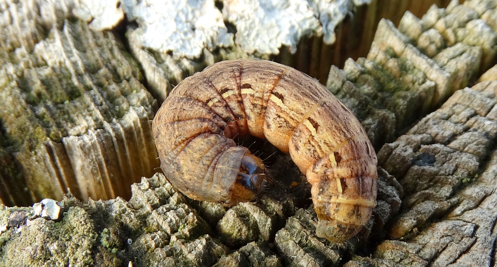 Auchmis detersa