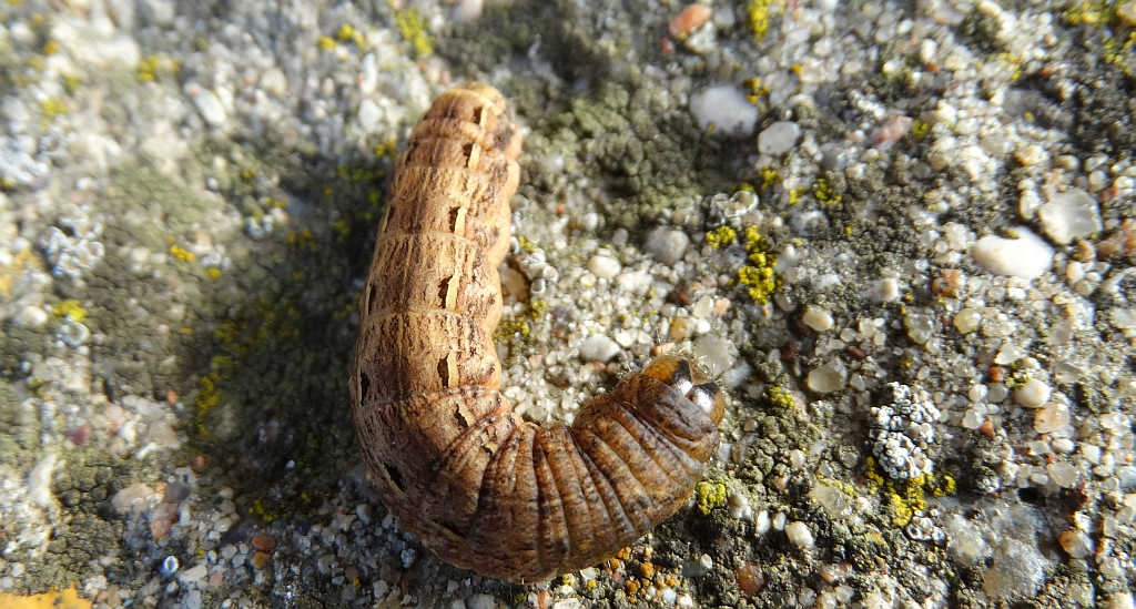 Auchmis detersa