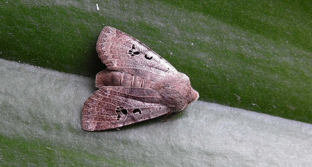 Porożnica rdzawnica (Conistra rubiginosa)