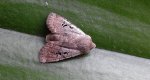 Porożnica rdzawnica (Conistra rubiginosa)