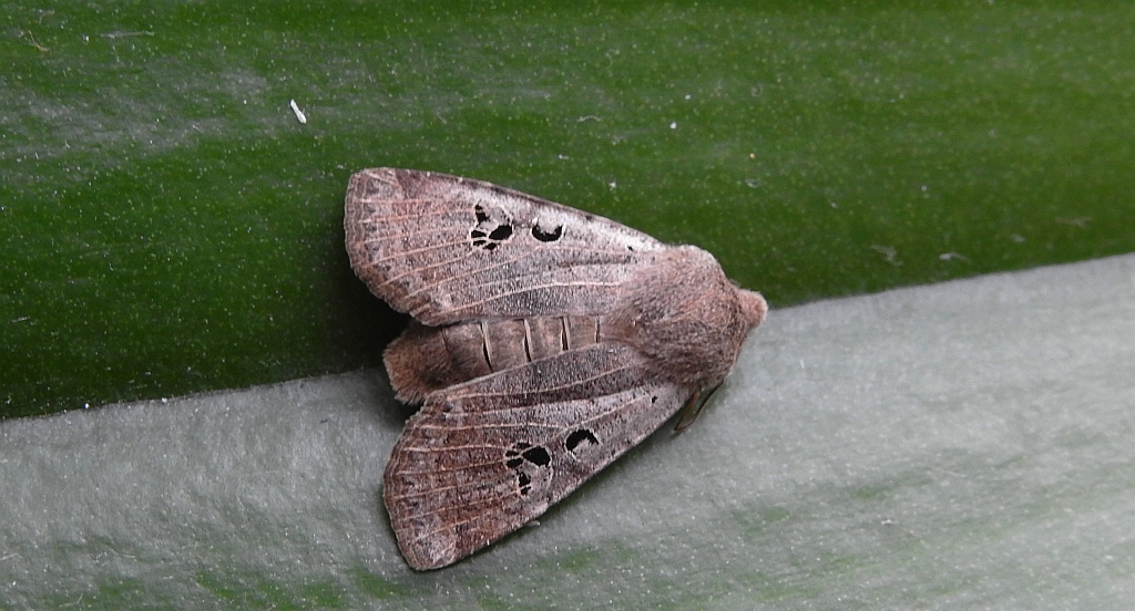 Porożnica rdzawnica (Conistra rubiginosa)