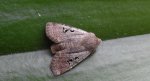 Porożnica rdzawnica (Conistra rubiginosa)