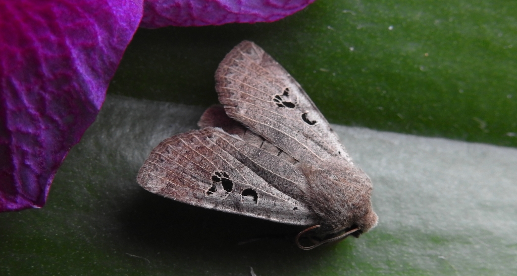 Porożnica rdzawnica (Conistra rubiginosa)