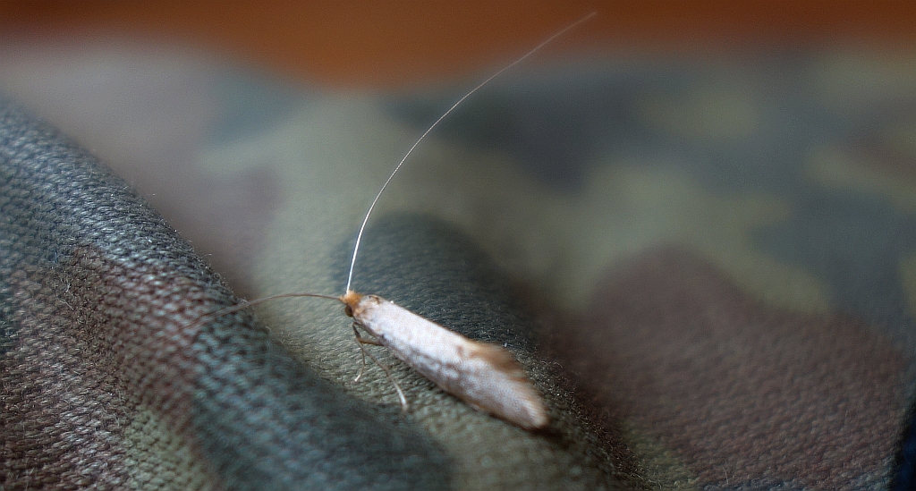 Nematopogon schwarziellus
