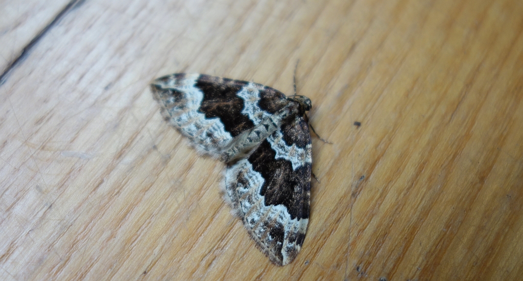 Paśnik pachniczek (Lampropteryx suffumata)