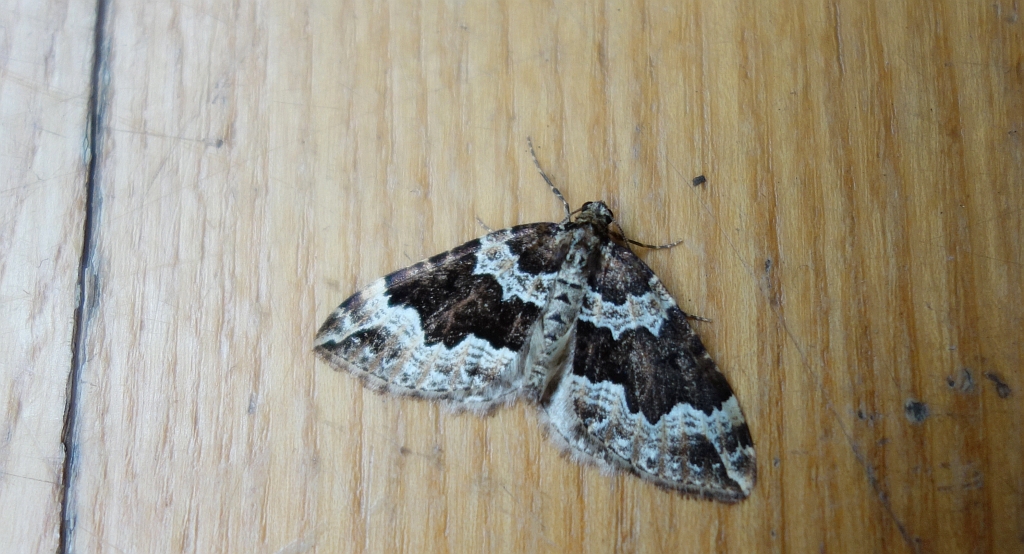 Paśnik pachniczek (Lampropteryx suffumata)