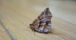 Skrzytek bezksiężyczak (Selenia dentaria)