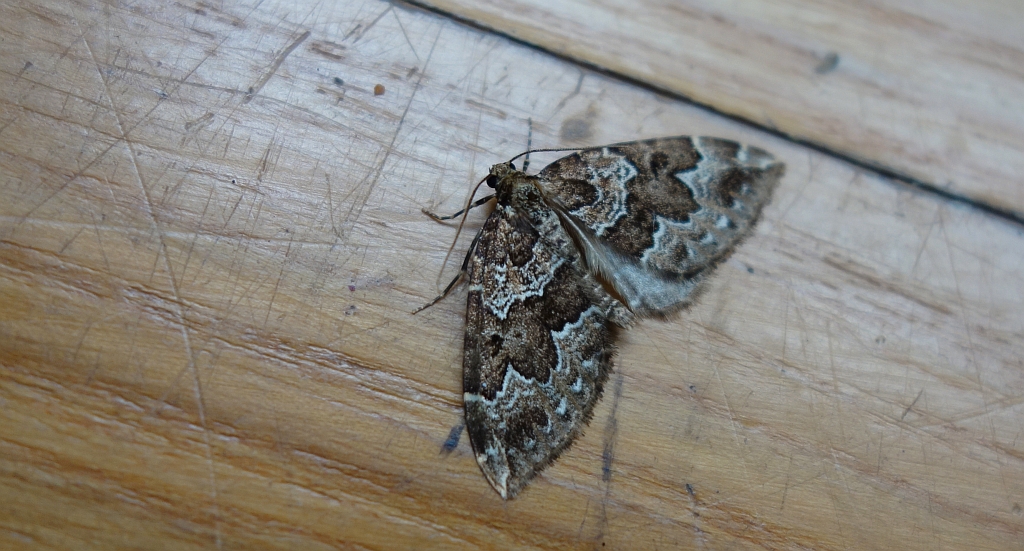 Paśnik podrzędek (Lampropteryx otregiata)