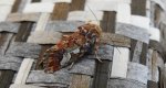 Strzygonia choinówka (Panolis flammea)