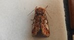Strzygonia choinówka (Panolis flammea)