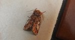 Strzygonia choinówka (Panolis flammea)