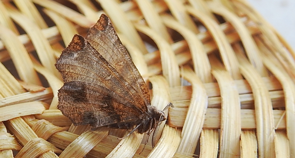 Skrzytek bezksiężyczak (Selenia dentaria)