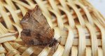 Skrzytek bezksiężyczak (Selenia dentaria)