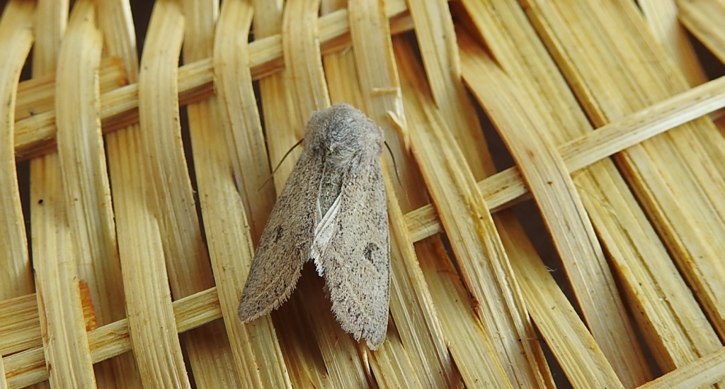 Piętnówka smuklica (Orthosia gracilis)