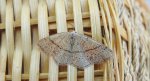 Świerzbik nakropek (Cyclophora punctaria)
