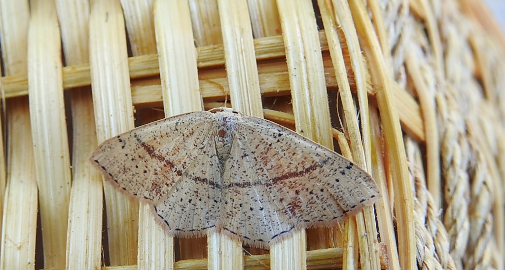Świerzbik nakropek (Cyclophora punctaria)