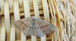 Świerzbik nakropek (Cyclophora punctaria)