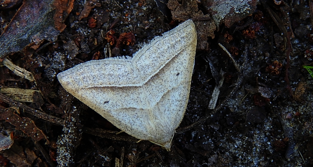 Skalniak orliczak (Petrophora chlorosata)