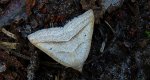 Skalniak orliczak (Petrophora chlorosata)