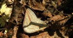 Skalniak orliczak (Petrophora chlorosata)