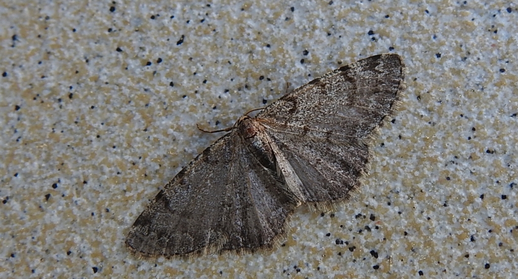 Przylepek olszyniak (Aethalura punctulata)