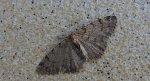 Przylepek olszyniak (Aethalura punctulata)