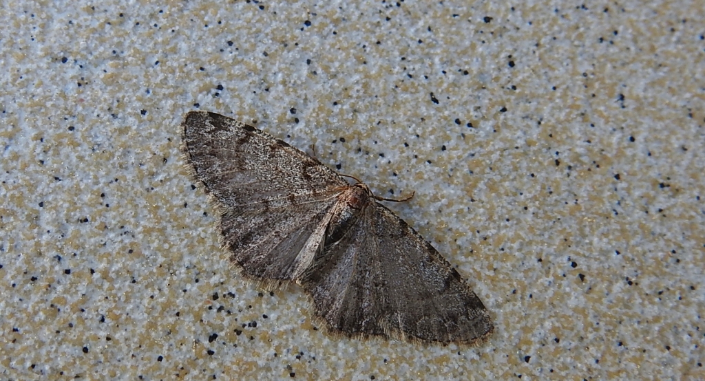Przylepek olszyniak (Aethalura punctulata)