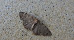 Przylepek olszyniak (Aethalura punctulata)