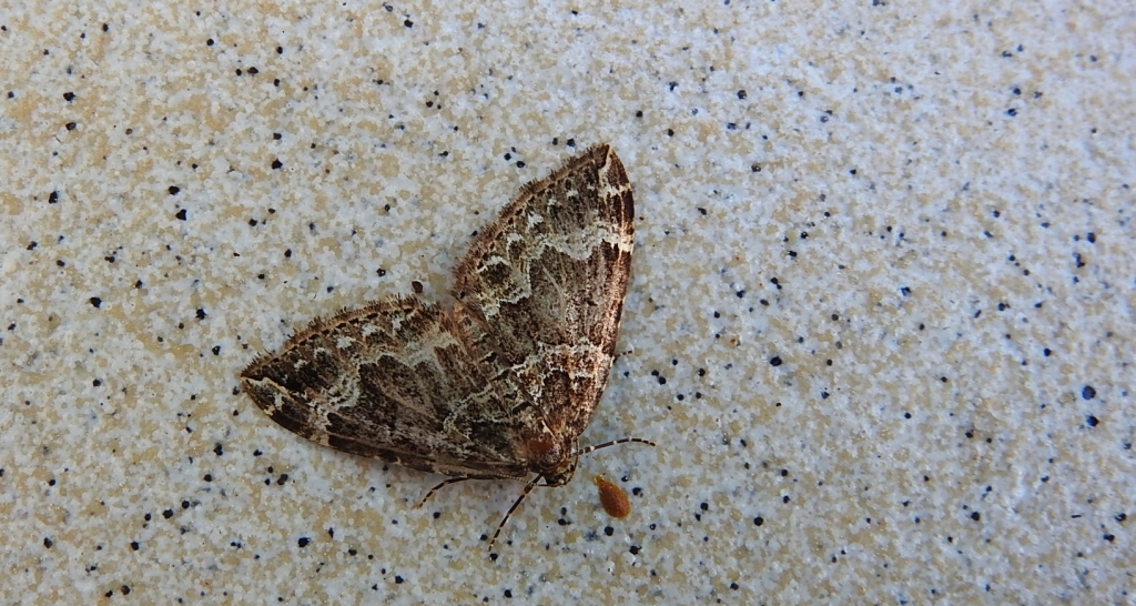 Paśnik pachniczek (Lampropteryx suffumata)